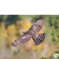 گونه طرلان Northern Goshawk 